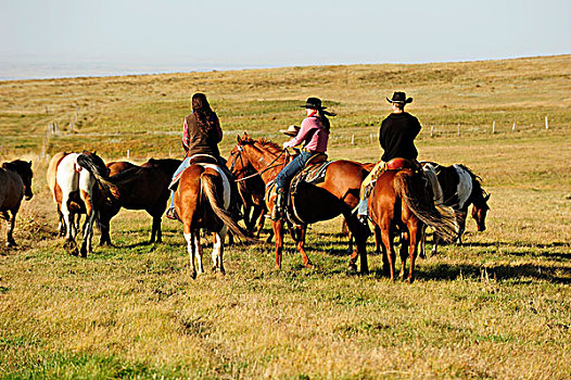牛仔,女牛仔,驾驶,马,草原,萨斯喀彻温,加拿大