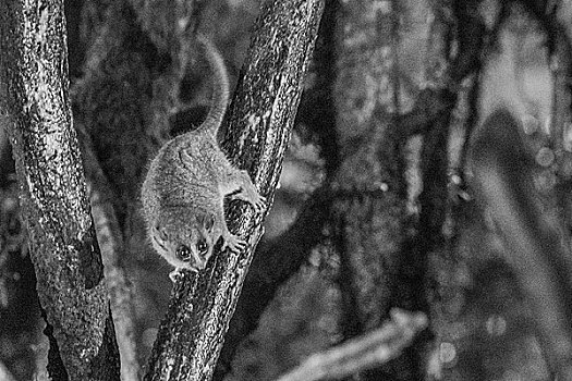 madagascar马达加斯加夜景狐猴