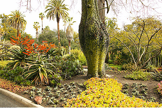 树,植物园,帕萨迪纳,加利福尼亚,美国
