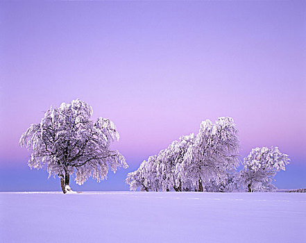 冬季风景,山毛榉,黎明,自然,风景,季节,冬天,寒冷,雪,积雪,树,落叶树,秃头,脚印,概念,白天,早晨,晚间