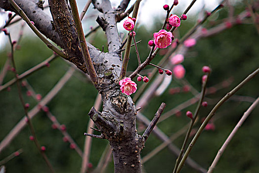 梅花