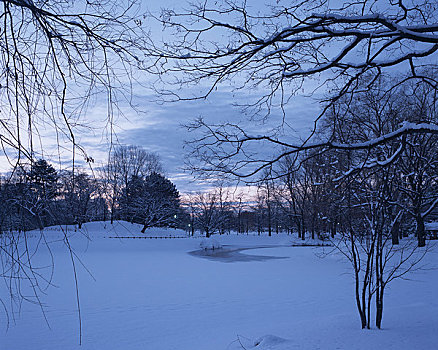 公园,冬天