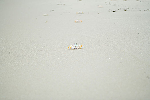 螃蟹,爬行,海滩