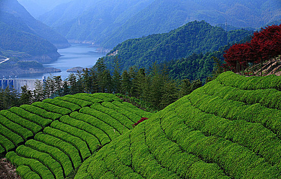 茶园,茶山