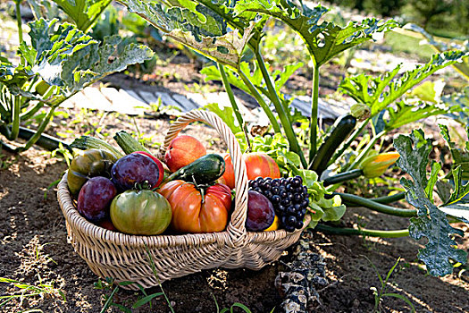 人,拿着,篮子,蔬菜,水果,菜园