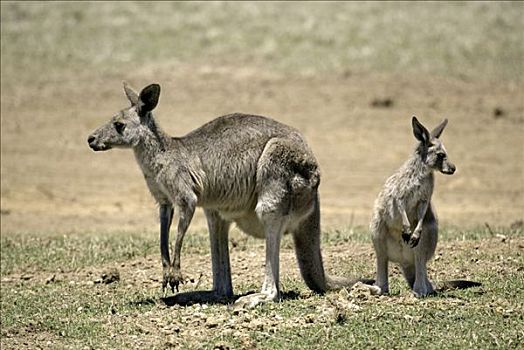 大灰袋鼠,灰袋鼠,成年,幼兽,澳大利亚