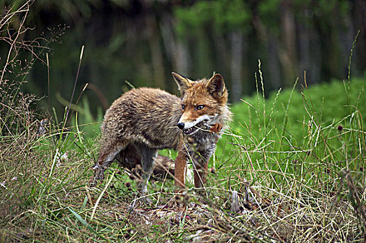 红狐,狐属,成年,杀戮,普通,雉,诺曼底,法国