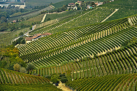 葡萄园,酿红酒用葡萄,意大利,欧洲