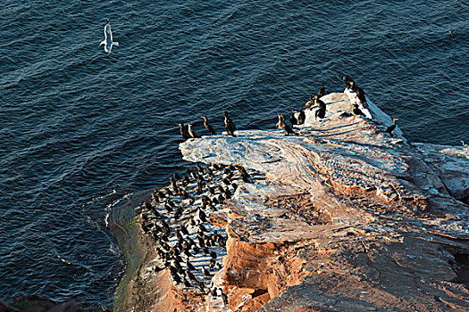 鸟群,海岸,绿色,山墙,爱德华王子岛,加拿大