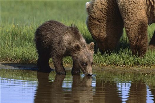 大灰熊,棕熊,幼兽,喝,卡特麦国家公园,阿拉斯加