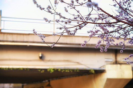 春来桃花三两枝