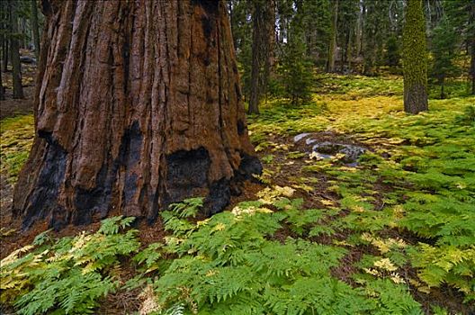 巨杉,树干,密集,蕨类,生长,红杉国家公园,加利福尼亚,美国,北美