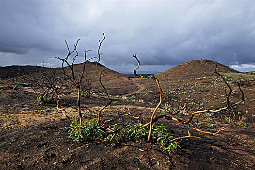 盐肤木,2004年,恢复,2003年,加利福尼亚