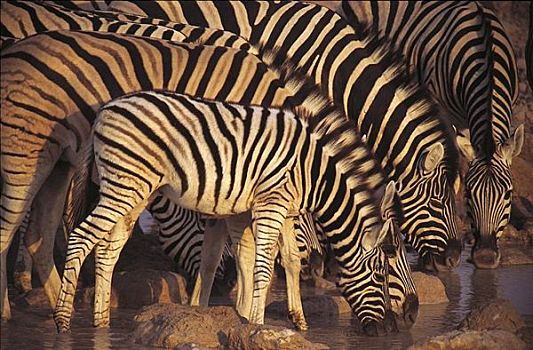 群,牧群,喝,斑马,马,哺乳动物,克鲁格国家公园,南非,动物