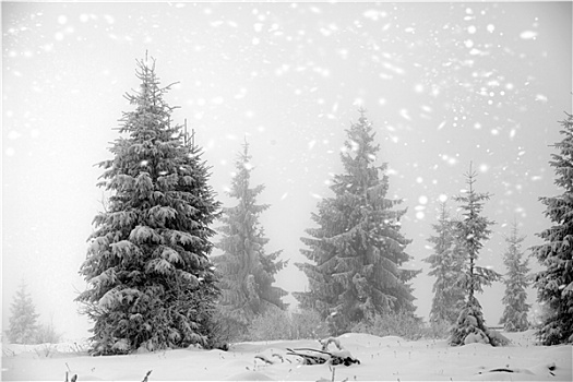 冬季风景,雪,冷杉