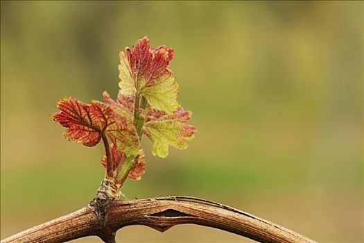 春天,葡萄园,年轻,生长,普通,葡萄藤,葡萄,酿酒葡萄