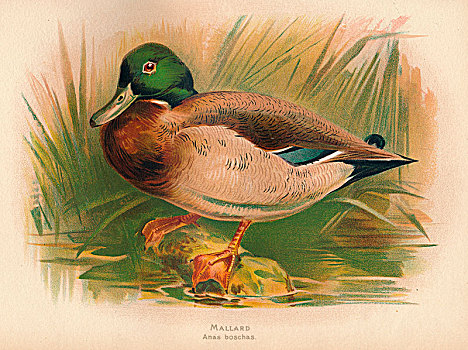 野鸭,鸭属,19世纪,艺术家