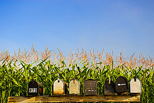 美国,佛蒙特州,排,邮箱,玉米田,背景