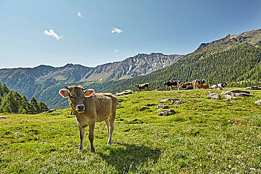 头像,母牛,山景,南蒂罗尔,意大利