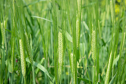 小麦麦穗小满