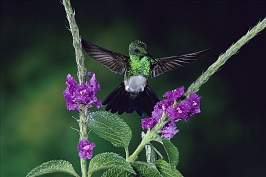 蜂鸟,飞,靠近,花,雨林,哥斯达黎加