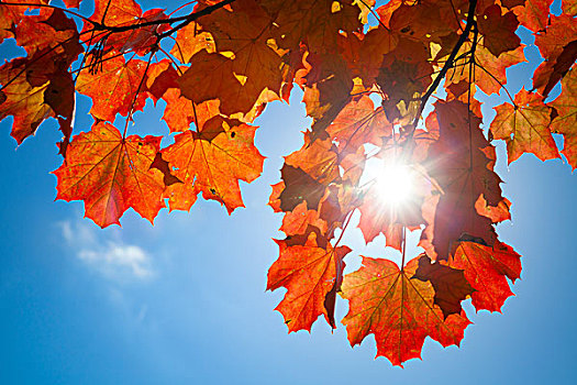 太阳,发光,红色,秋天,枫叶,蓝色背景,天空,背景