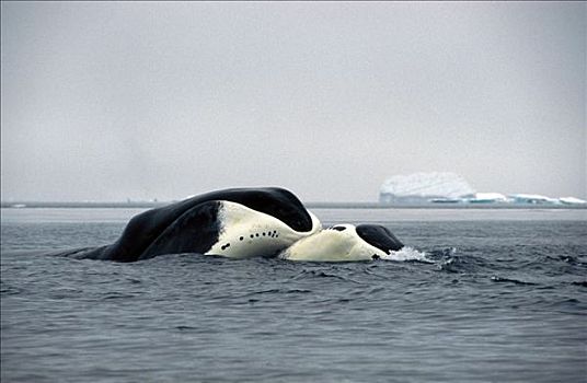 弓头鲸,一对,依偎,巴芬岛,领土,加拿大
