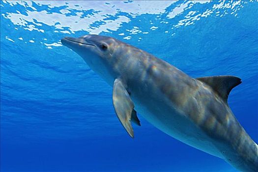 大西洋瓶鼻海豚,宽吻海豚