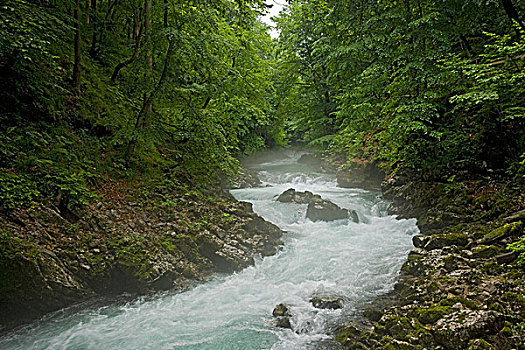 河,流动,树林,峡谷,靠近,流血,特拉维夫,国家,公园,朱利安阿尔卑斯,斯洛文尼亚,欧洲