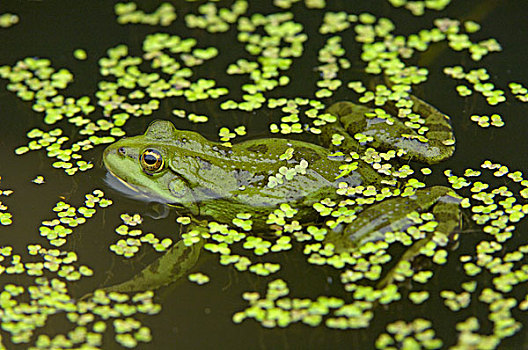 湿地,青蛙,成年,漂浮,浮萍,伦敦,英格兰,英国,欧洲