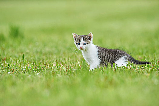 家猫,斑貓,小动物,草地,站立