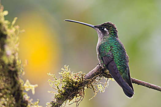 华美,蜂鸟,尤金,栖息,枝条,雌性,国家公园,哥斯达黎加,北美