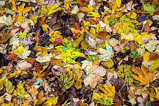 秋叶,枫树,北莱茵威斯特伐利亚,德国,欧洲