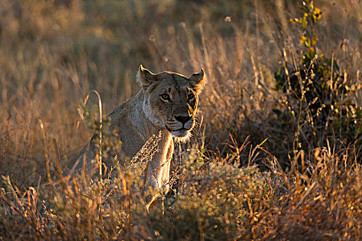 雌狮,狮子,休息,草地,保护区,奥卡万戈三角洲,博茨瓦纳