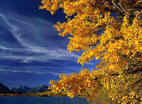 秋天,景色,瓦特顿湖国家公园,艾伯塔省,加拿大