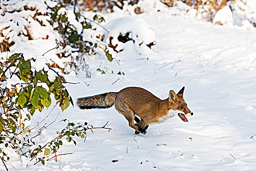 红狐,狐属,成年,跑,雪,诺曼底