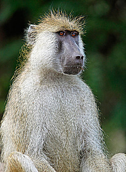 黄狒狒,动物,南卢安瓜国家公园,赞比亚,非洲