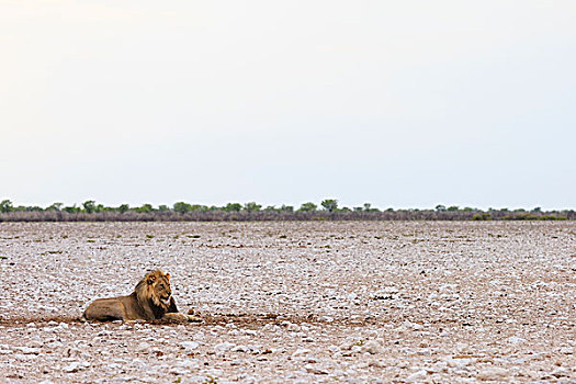 狮子,雄性,早晨,亮光,埃托沙国家公园,纳米比亚,非洲