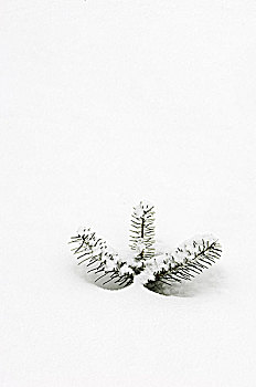 白云杉,幼苗,枝条,初雪,活泼,安大略省,加拿大