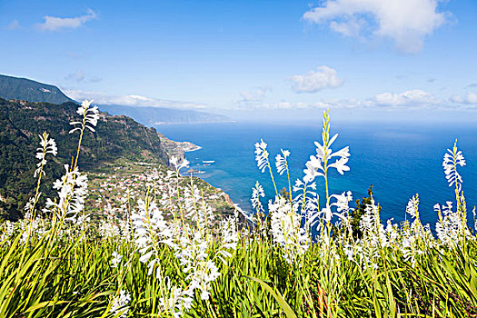 圣母玛利亚,百合,海岸,高处,大西洋,海洋,马德拉岛,葡萄牙