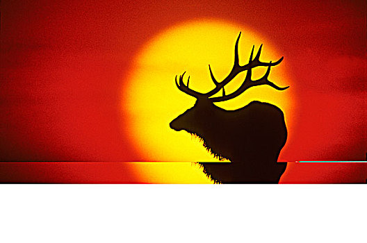公麋鹿,鹿属,鹿,日落,落基山脉,西部,艾伯塔省,加拿大