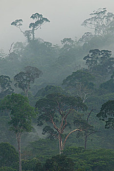 树,云,低地,雨林,丹浓谷保护区,沙巴,婆罗洲,马来西亚