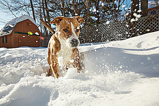 狗,玩,雪中