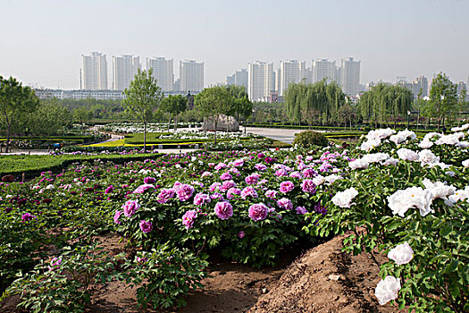 建昌县牡丹花园图片