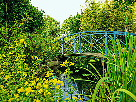 弯曲,驼背,桥,金色,盘形,蓝色背景,栏杆,跨越,园池,夏天,自然风光,气氛