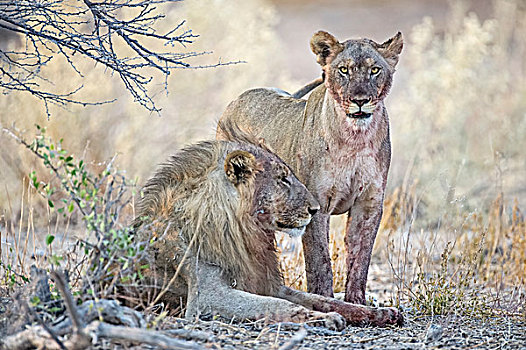 两个,狮子,雄性,雌性,埃托沙国家公园,纳米比亚,非洲