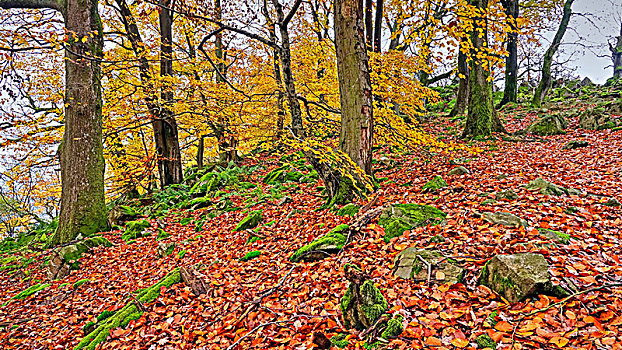 秋日树林,莱茵兰普法尔茨州,德国