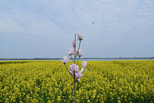 玉兰花油菜花