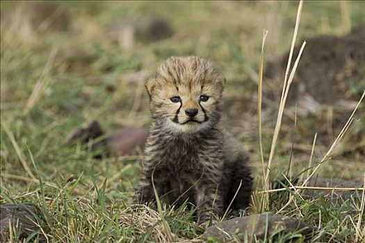 印度豹,猎豹,白天,老,幼兽,马赛马拉,自然保护区,肯尼亚