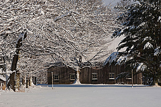 树,院子,积雪,木质,谷仓,滑铁卢,魁北克,加拿大